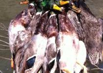Arkansas Ducks